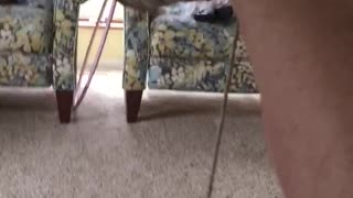 Small Dog Refuses To Let Go Of Shoelace Despite Being In The Air