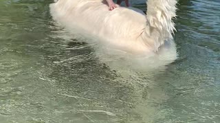 Chihuahua Avoids Swimming by Balancing on Buddy