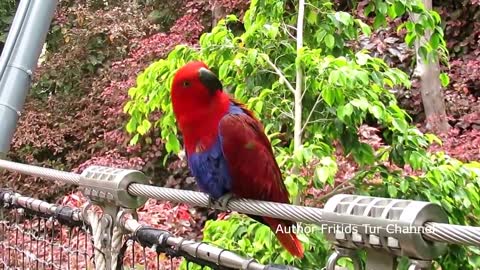 Pet Eclectus parrot Her voice (Eclectus roratus)