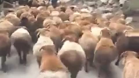 Venezuelan sheep