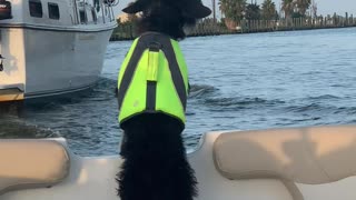 Merlin is ready to go boating