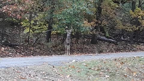 It's Mating Season! Nice Video of Eyeing Buck...