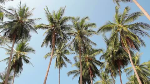 The coconut palms on the beach were fluttering in the wind