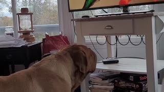 Mack Daddy dog watches TV