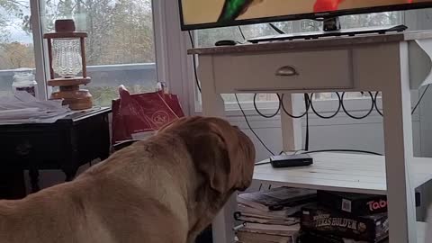 Mack Daddy dog watches TV