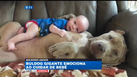 Dog takes care of a child as if he were a child