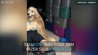 Que carente! Cão não deixa seu dono nem na academia