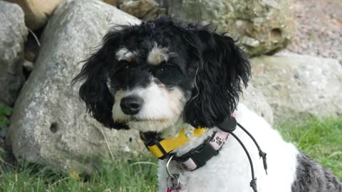A Little Cockapoo Puppy Wearing A Training Shock Collar