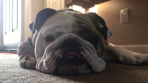 Cute Bulldog Gets a Treat After Long Day