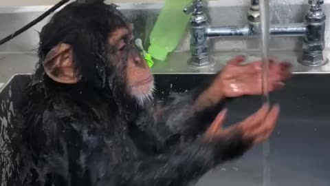 Monkey washing face