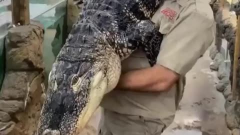 Best crocodile in American crocodile