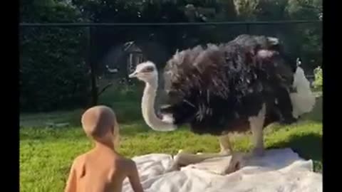 Your pet is an ostrich chicken
