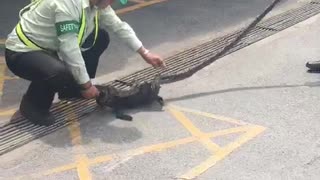 Good Samaritan Saves Cat From Python
