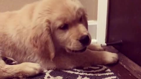 Puppy protects his home from evil door stopper