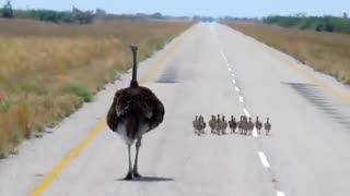 small bird Ostrich