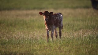 Adorable Baby Longhorn