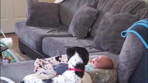 Oreo's Howls Help Comfort Baby