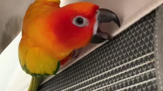 Parrot helps mom make the bed