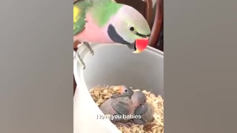 Parrot Bathing - Smart And Funny Parrot Video