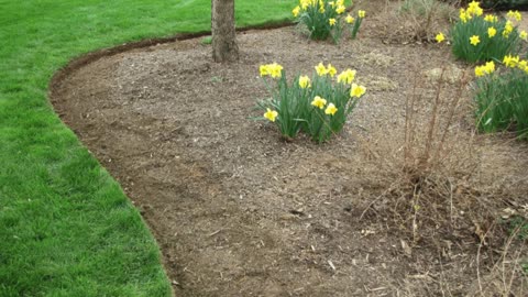 Bed Edging Smithsburg MD Landscaping Contractor