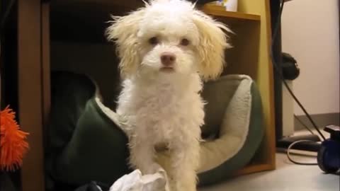 Funny dog gets caught eating toilet Paper and attacks camera