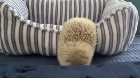 Baby white Albino Hedgehog is one of the CUTEST AWW