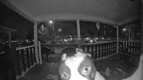 Dog Rings the Doorbell to Come Inside