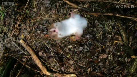 The Weasel Family is Fierce! | Natural World: Weasels | BBC Earth