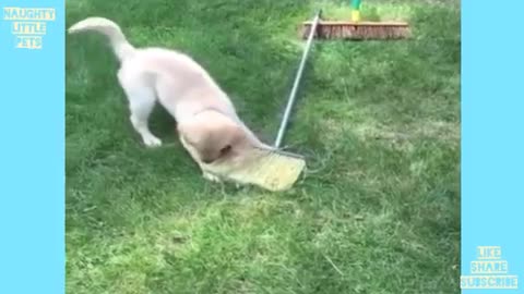 Cat and dogs videos with funny cat dressing and walking like human.