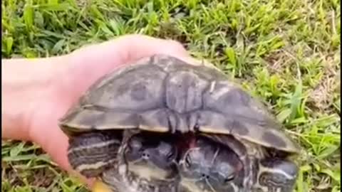 two- headed turtle