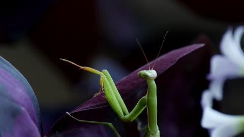 Green mantis religiosa