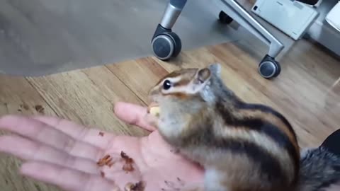 I gave the squirrel an acorn ... I recommend