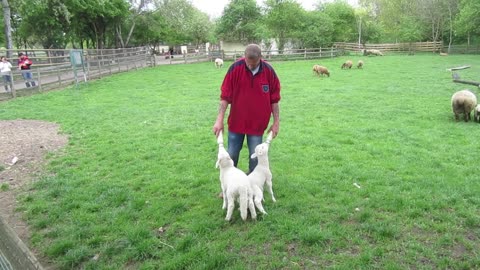 Feeding small sheep