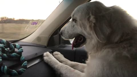 Suzy - Great Pyrenees 3rd ride 2 nd video
