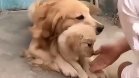 Dog protect his baby by another person - cute funny dog video