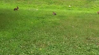 Rabbits Professional Soccer Team