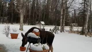 Moose Enjoy A Delicious Halloween Snack