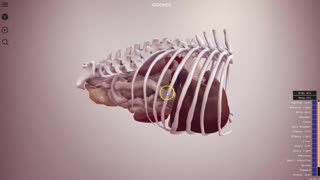 Canine abdomen preview - 3D Veterinary Anatomy, IVALA