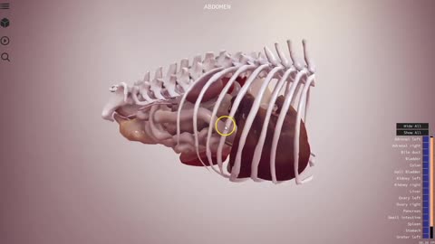Canine abdomen preview - 3D Veterinary Anatomy, IVALA
