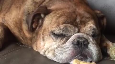 Waking Up Dogs With Treats