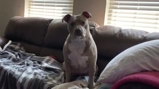 Pitbull is upset with dad.