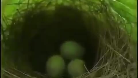 Bird make a nest in a single leaf