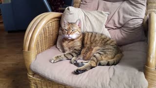 Male Cats Waits Kitty To Wake Up On Chair