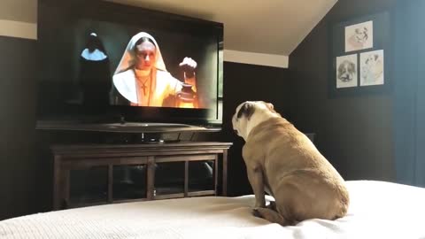 Bulldog’s Reaction To The Nun Trailer | Most Funny Moment