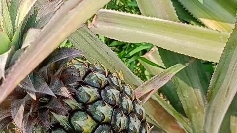 In the pineapple garden