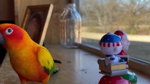 Parrot dances with bobble head buddies while eating banana