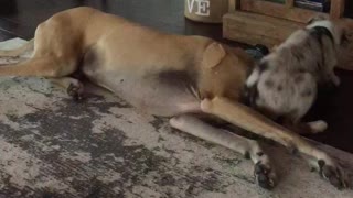 Aussie Puppy and Great Dane do a Scooby and Scrappy-Doo Impression