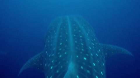 Gigante tubarão-baleia nada bem sobre mergulhador