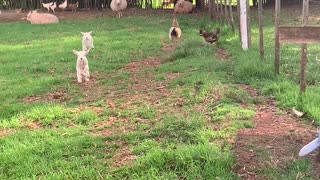 Adorable Lambs Sprint to Owner for Breakfast