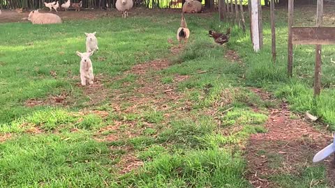 Adorable Lambs Sprint to Owner for Breakfast